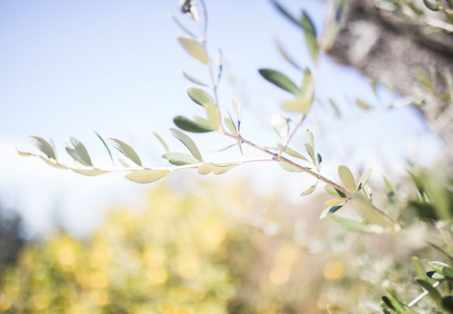 Villa in Nice - VINAIGRIER HILLS, Large Villa with terrace, swimming pool and a beautiful sea view by RIVIERA HOLIDAY HOMES Villa in Nice - VINAIGRIER HILLS, Large Villa with terrace, swimming pool and a beautiful sea view by RIVIERA HOLIDAY HOMES