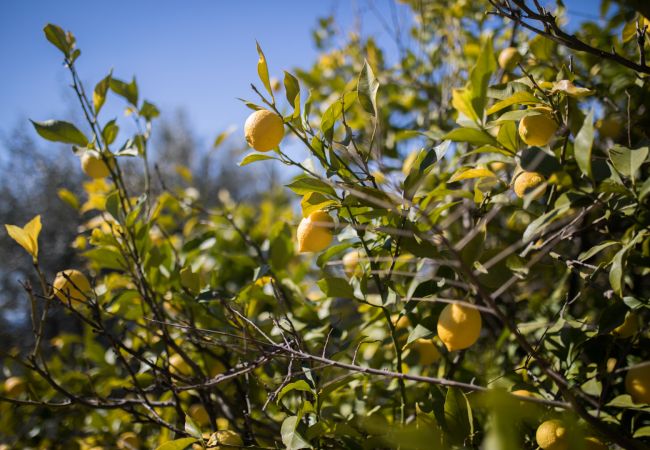 Villa in Nice - VINAIGRIER HILLS, Large Villa with terrace, swimming pool and a beautiful sea view by RIVIERA HOLIDAY HOMES Villa in Nice - VINAIGRIER HILLS, Large Villa with terrace, swimming pool and a beautiful sea view by RIVIERA HOLIDAY HOMES