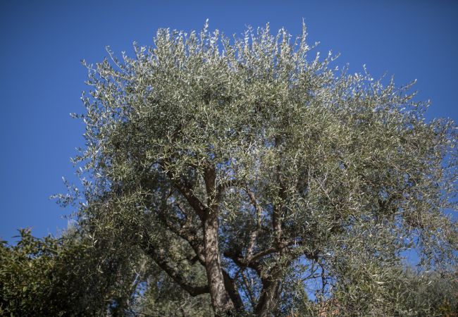 Apartment in Villefranche-sur-Mer - JARDIN FIGUIERS, LARGE TERRACE, SEA VIEW, POOL by RIVIERA HOLIDAY HOMES Apartment in Villefranche-sur-Mer - JARDIN FIGUIERS, LARGE TERRACE, SEA VIEW, POOL by RIVIERA HOLIDAY HOMES