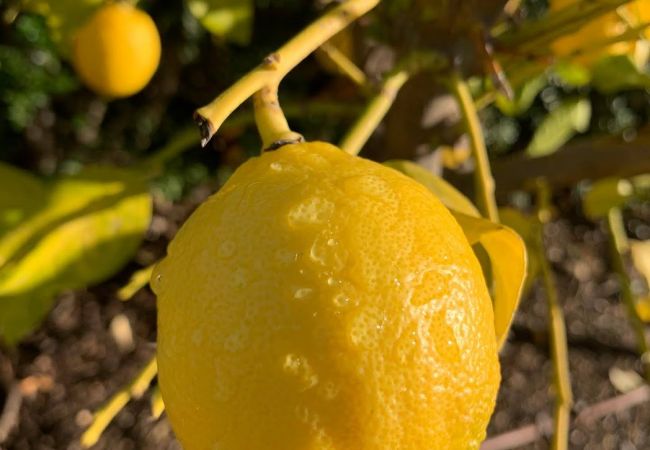 Villa à Châteauneuf-Grasse - Villa Ock en Bourg - Etoiles du Sud Villa à Châteauneuf-Grasse - Villa Ock en Bourg - Etoiles du Sud