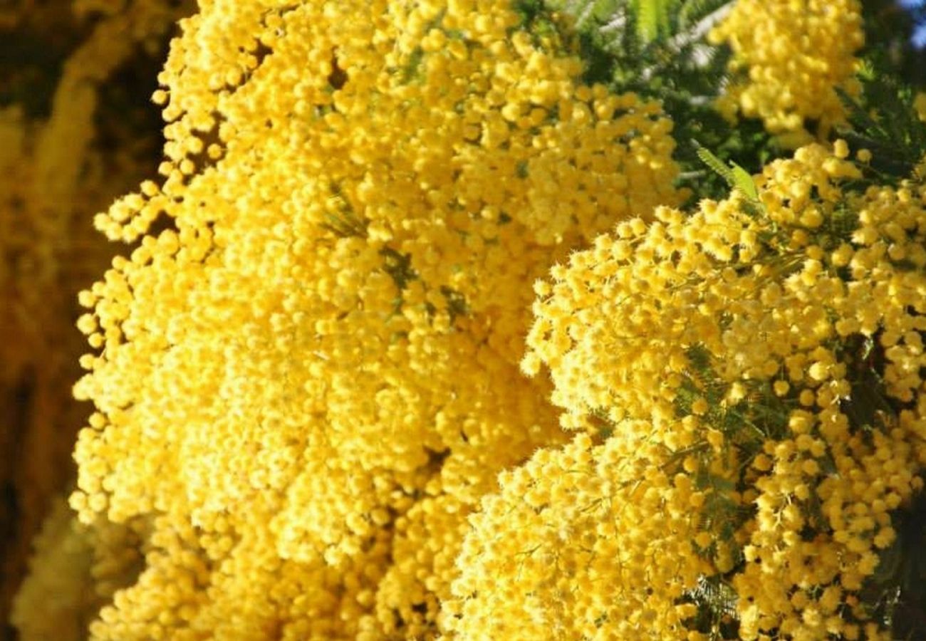 MIMOSA MIMOSA