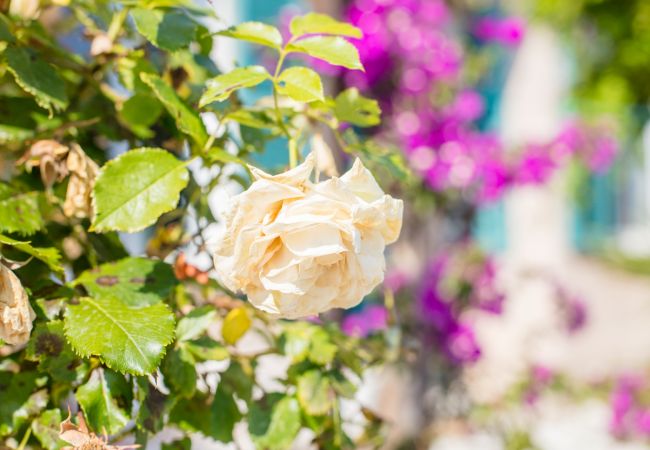 ROSES ROSES