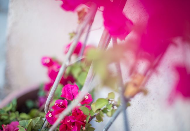FLOWERS FLOWERS