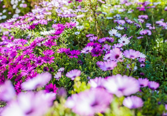 Вилла на Nice - LA CASETTA DEI FIORI, Terrasse avec Piscine by RIVIERA HOLIDAY HOMES Вилла на Nice - LA CASETTA DEI FIORI, Terrasse avec Piscine by RIVIERA HOLIDAY HOMES