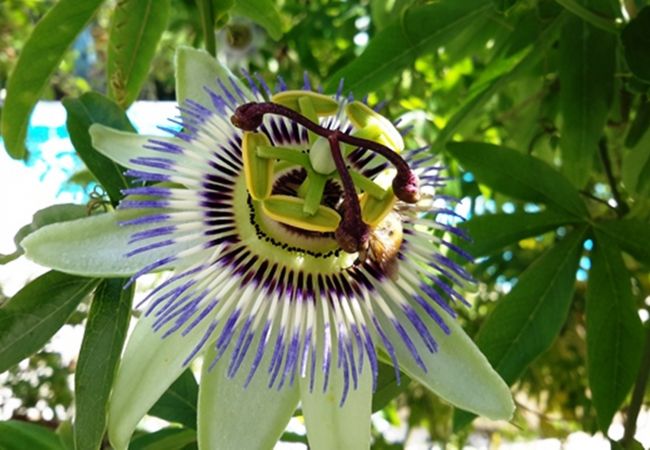 Вилла на Vence - LA VENCIANNE II  Grande Villa avec jardin, piscine  by RIVIERA HOLIDAY HOMES Вилла на Vence - LA VENCIANNE II  Grande Villa avec jardin, piscine  by RIVIERA HOLIDAY HOMES