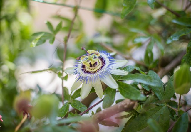 Вилла на Vence - LA VENCIANNE II  Grande Villa avec jardin, piscine  by RIVIERA HOLIDAY HOMES Вилла на Vence - LA VENCIANNE II  Grande Villa avec jardin, piscine  by RIVIERA HOLIDAY HOMES