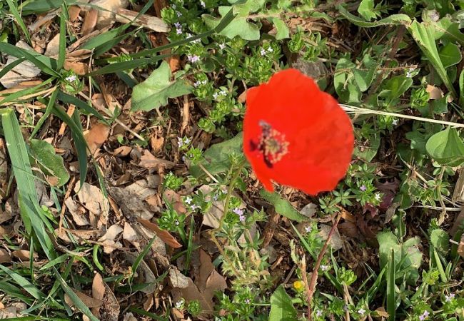 Вилла на Châteauneuf-Grasse - Villa Ock en Bourg - Etoiles du Sud Вилла на Châteauneuf-Grasse - Villa Ock en Bourg - Etoiles du Sud