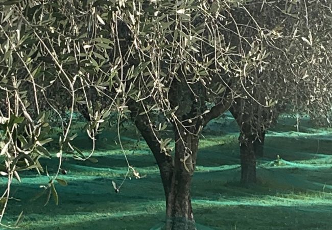 Вилла на Châteauneuf-Grasse - Villa Ock en Bourg - Etoiles du Sud Вилла на Châteauneuf-Grasse - Villa Ock en Bourg - Etoiles du Sud