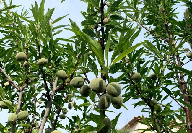 Вилла на Châteauneuf-Grasse - Villa Ock en Bourg - Etoiles du Sud Вилла на Châteauneuf-Grasse - Villa Ock en Bourg - Etoiles du Sud